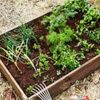 はじめてのレイズドベッドに挑戦してみよう♪の画像