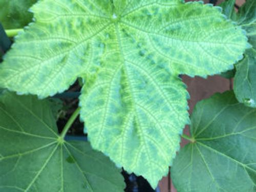 ズッキーニにつきやすい虫やかかりやすい病気の症状や原因 対策は Greensnap グリーンスナップ