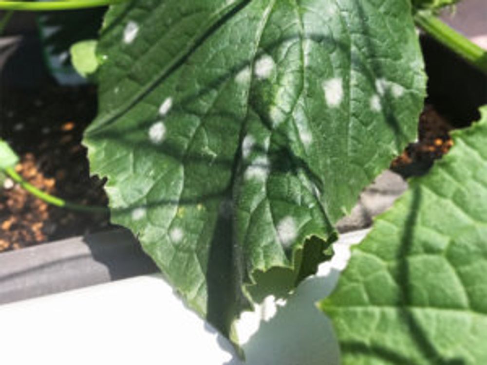きゅうり　うどんこ病