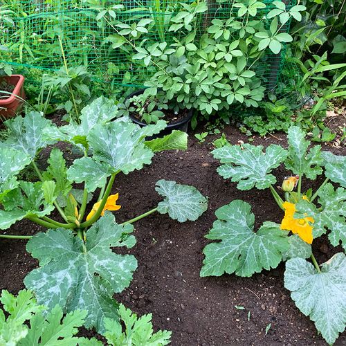 ズッキーニにつきやすい虫やかかりやすい病気の症状や原因 対策は Greensnap グリーンスナップ