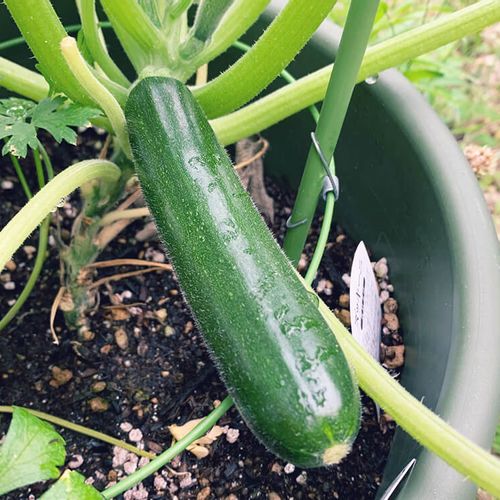 ズッキーニのプランター栽培 容器の大きさや水やりの頻度 一緒に育てられる野菜は Greensnap グリーンスナップ