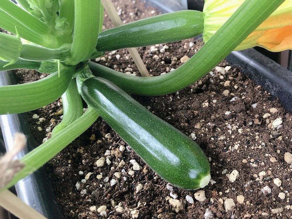 ズッキーニ　プランター