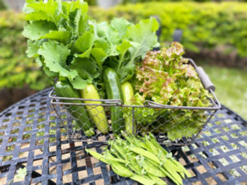 ズッキーニ　絹さや　サニーレタス