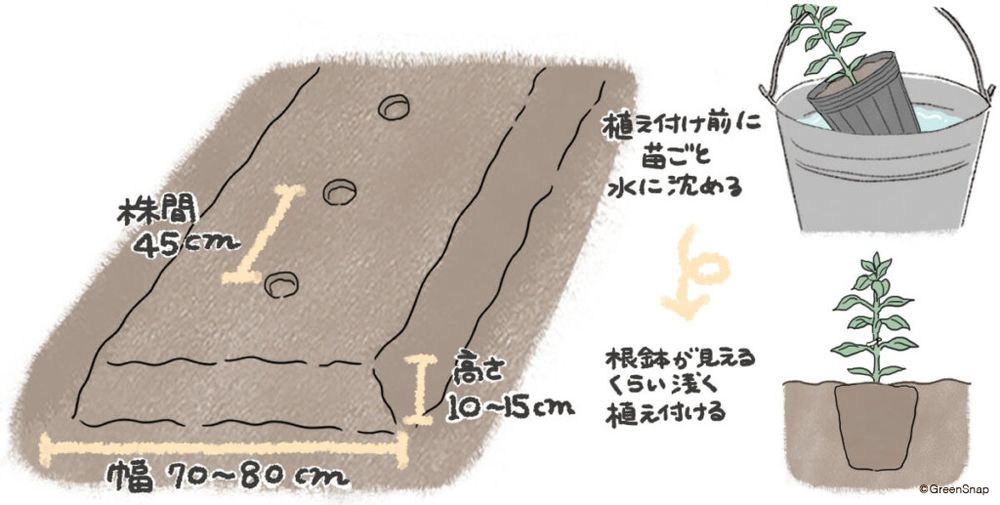 トウガラシ　植え付け　地植え イラスト