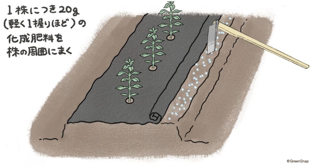 トウガラシ 追肥 イラスト