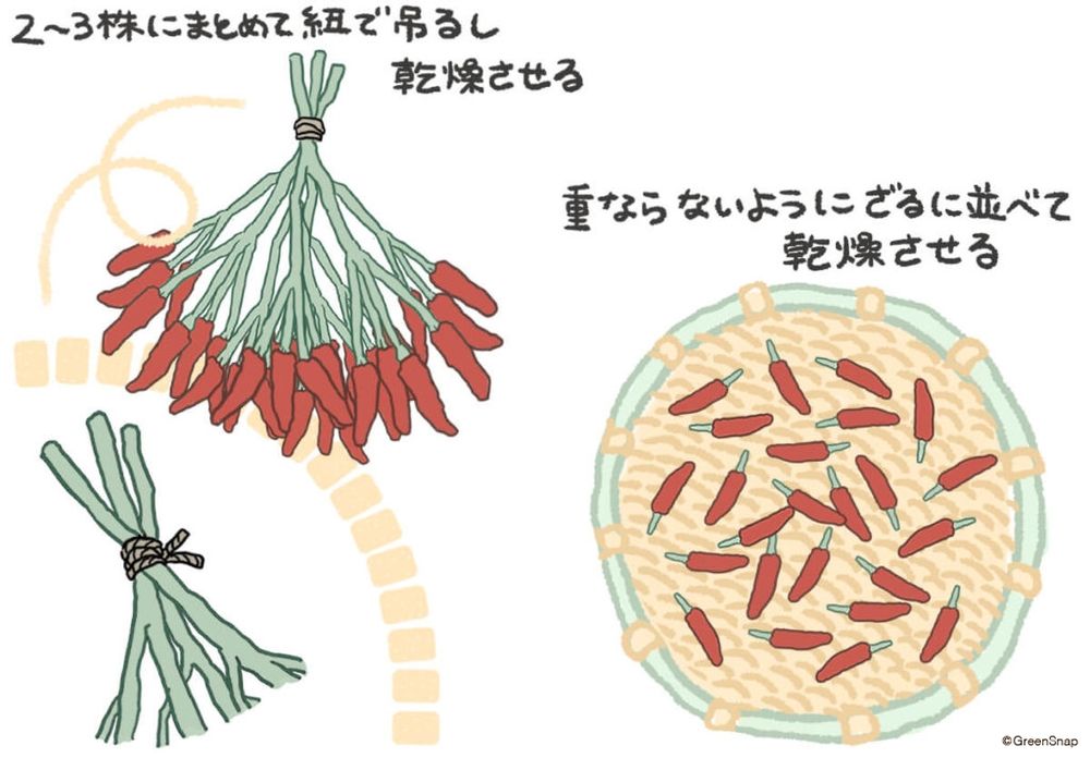 トウガラシ　保存　イラスト