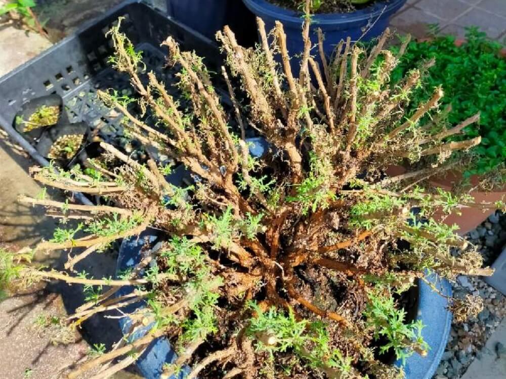 マーガレット 画像