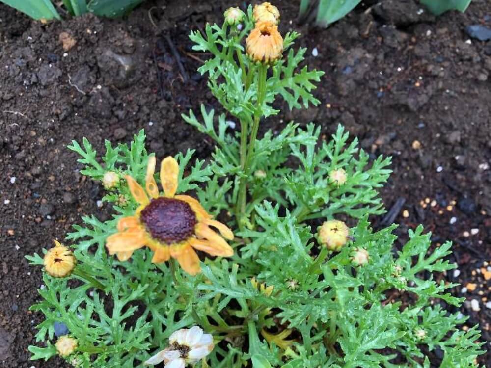 マーガレット 画像