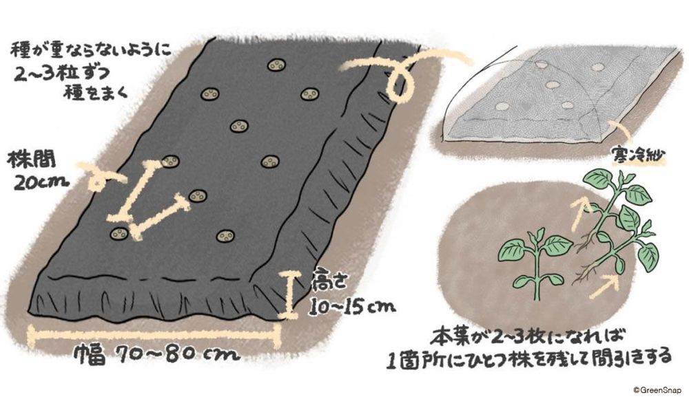 エダマメ 種まき