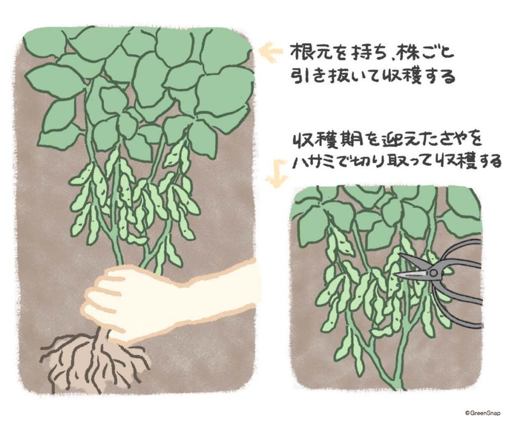 エダマメ 収穫 イラスト