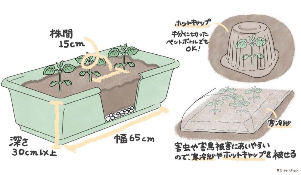 エダマメ 植え付け プランター