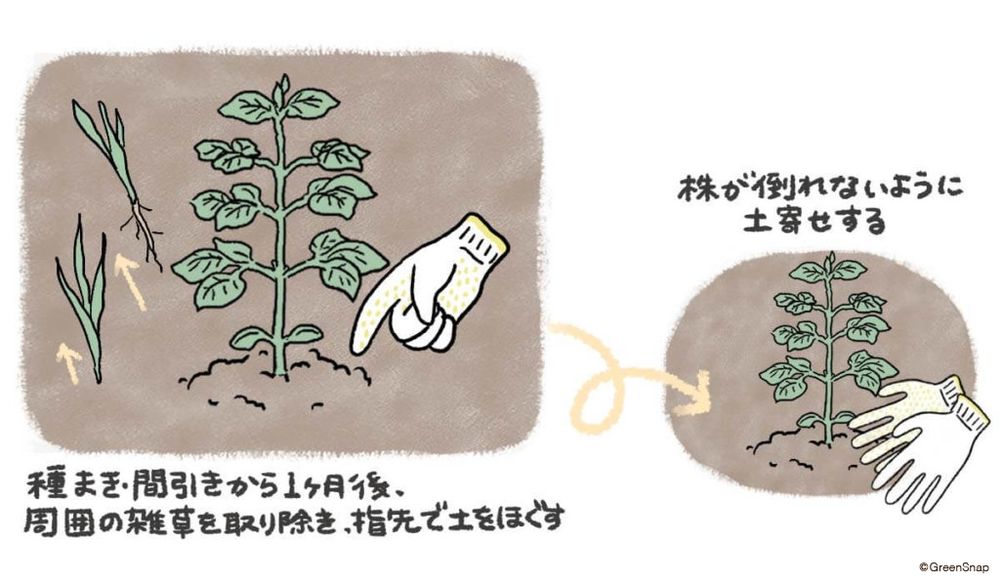 エダマメ 追肥・土寄せ①