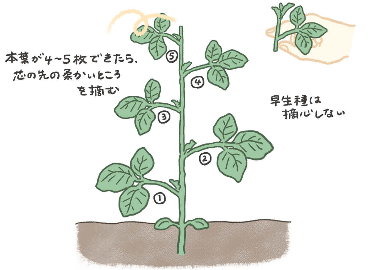 枝豆 エダマメ の育て方 種まきや摘心の時期は プランターで栽培できる Greensnap グリーンスナップ