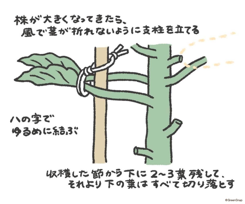 ズッキーニ 支柱 イラスト