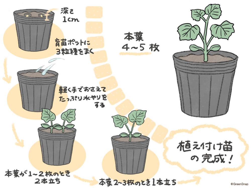 ズッキーニ 種まき イラスト