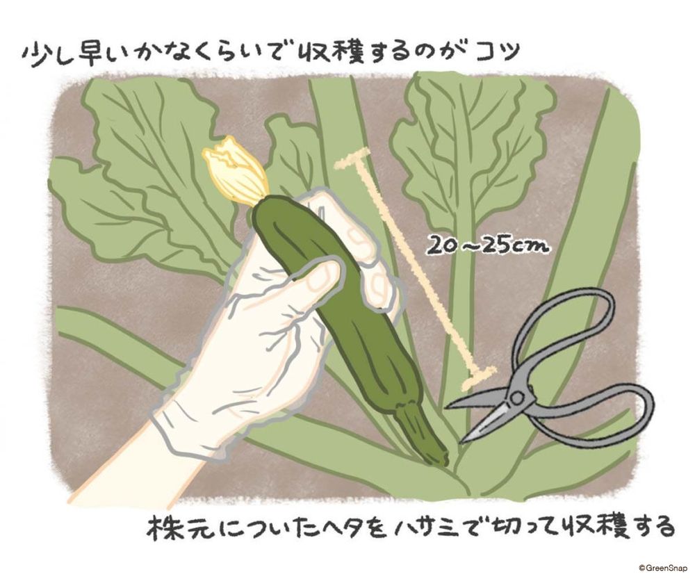 ズッキーニ　収穫　イラスト