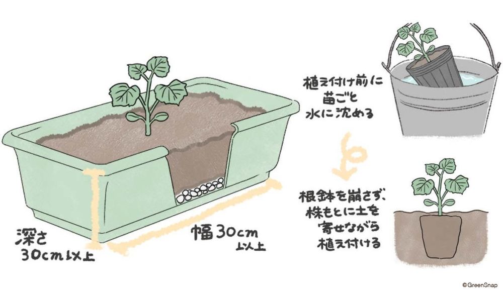 ズッキーニ 植え付け プランター イラスト