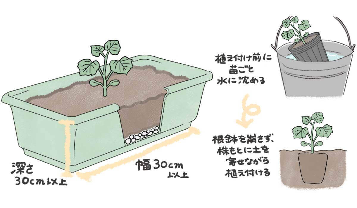 ズッキーニの栽培 プランターでの育て方は 受粉の方法や種まきの時期は Greensnap グリーンスナップ