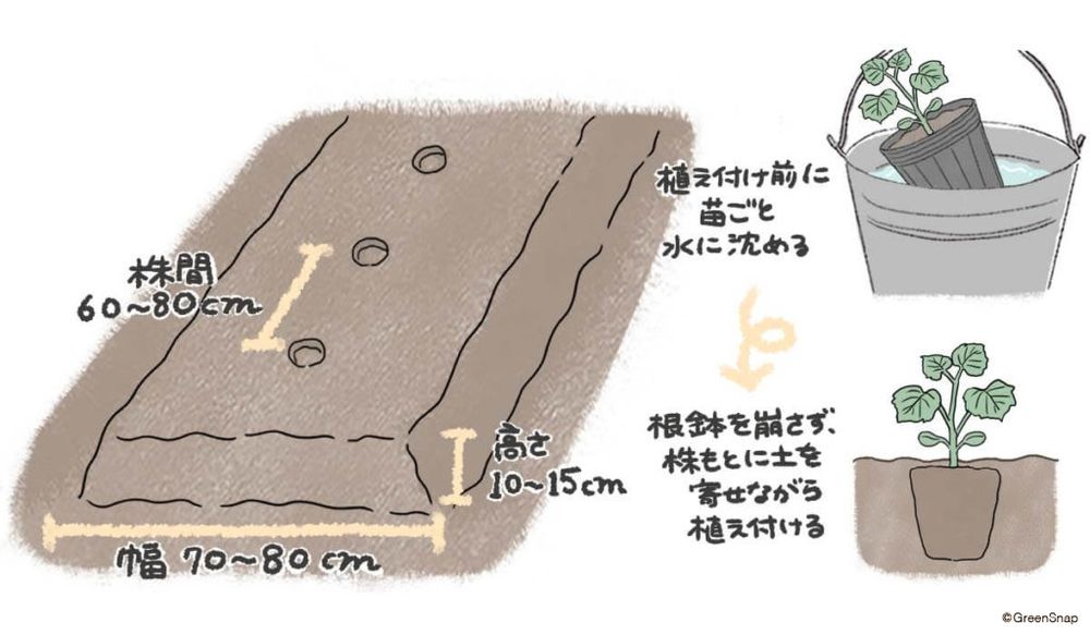ズッキーニ　植え付け　地植え イラスト