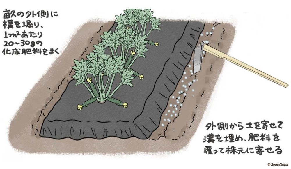 ズッキーニ 追肥 イラスト