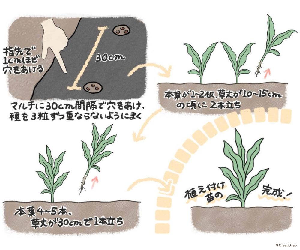 とうもろこし　種まき　イラスト