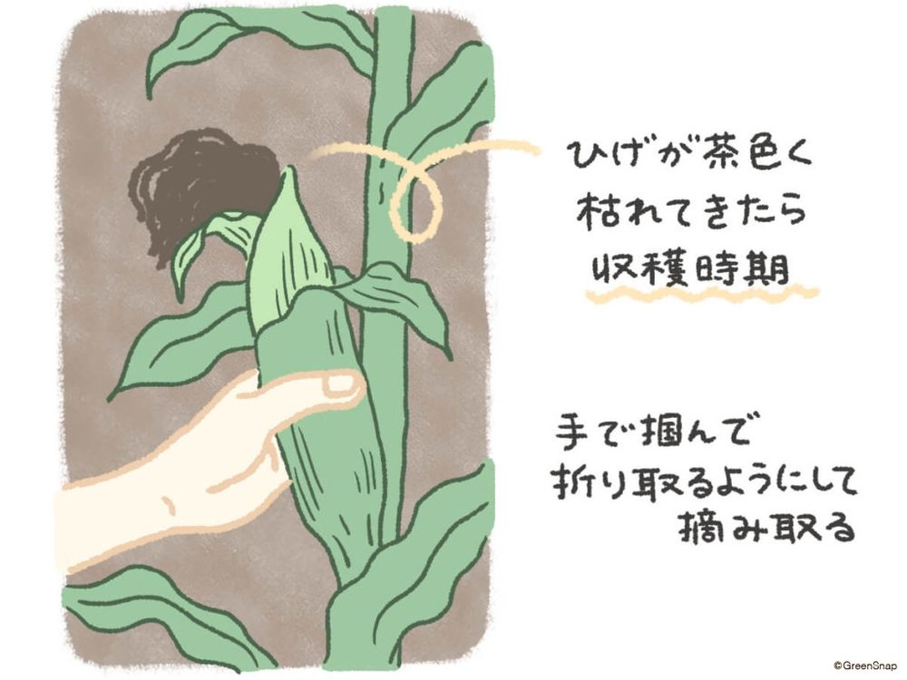 とうもろこし　種まき　イラスト