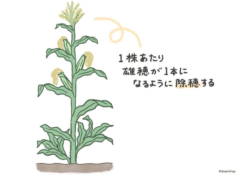 とうもろこし　除穂（じょすい）　イラスト