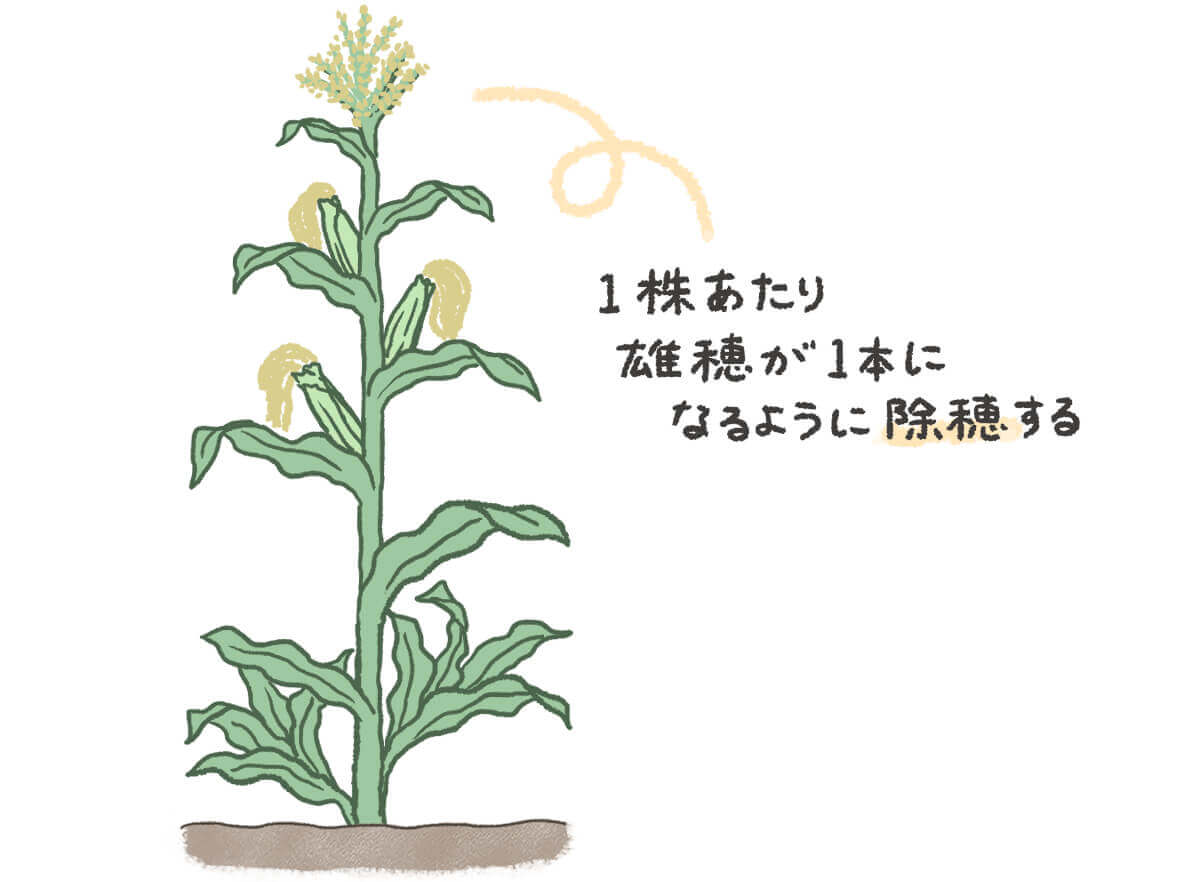 トウモロコシの育て方 種まきの時期や 追肥の方法は プランター栽培もできる Greensnap グリーンスナップ