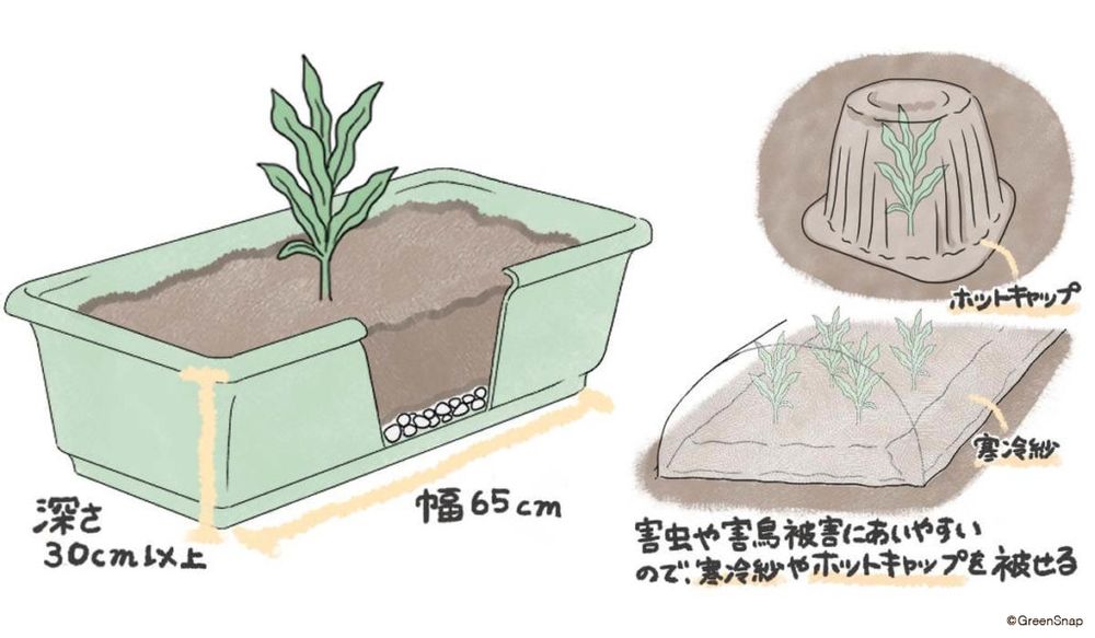 とうもろこし 植え付け プランター イラスト