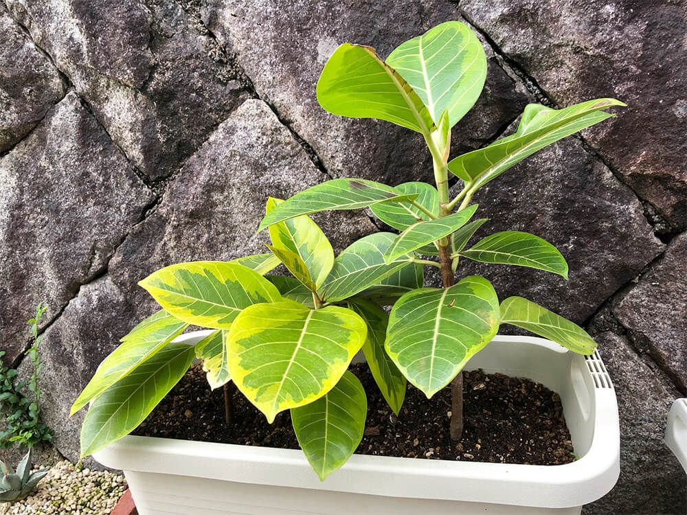 ゴムの木　プランター