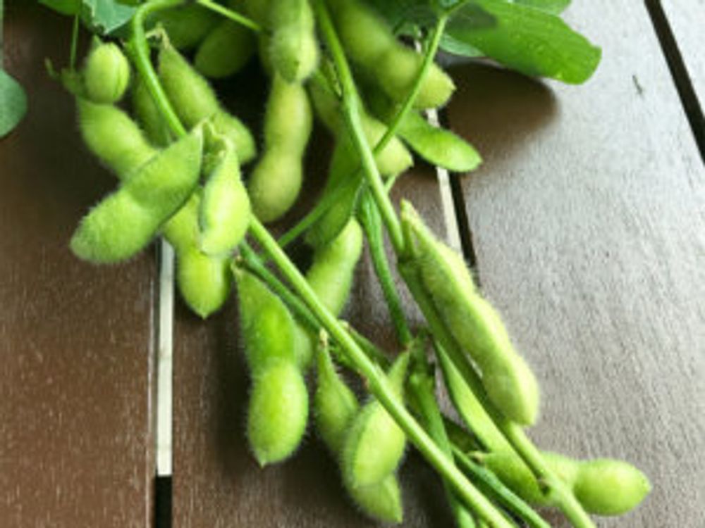 枝豆　収穫