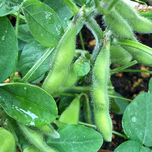 枝豆の水耕栽培 スポンジで発芽させる方法や ペットボトルでの育て方は Greensnap グリーンスナップ