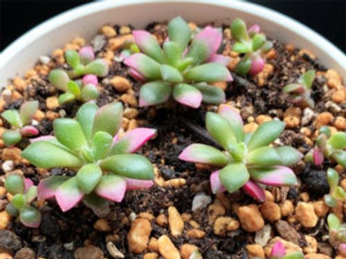 多肉植物 桜吹雪の育て方 土や水やりのタイミング 植え替えの方法や増やし方は Greensnap グリーンスナップ