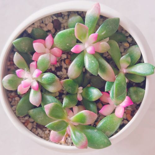 多肉植物 桜吹雪の育て方 土や水やりのタイミング 植え替えの方法や増やし方は Greensnap グリーンスナップ