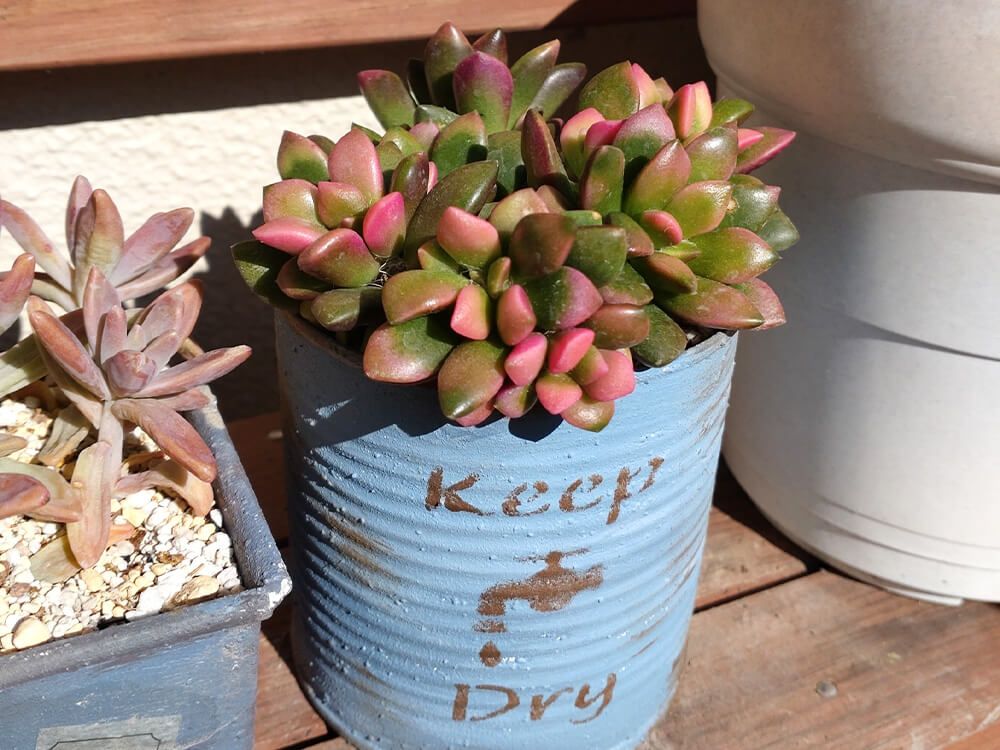 桜吹雪　鉢植え