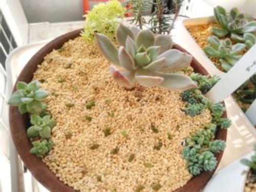 多肉植物 桜吹雪の育て方 土や水やりのタイミング 植え替えの方法や増やし方は Greensnap グリーンスナップ