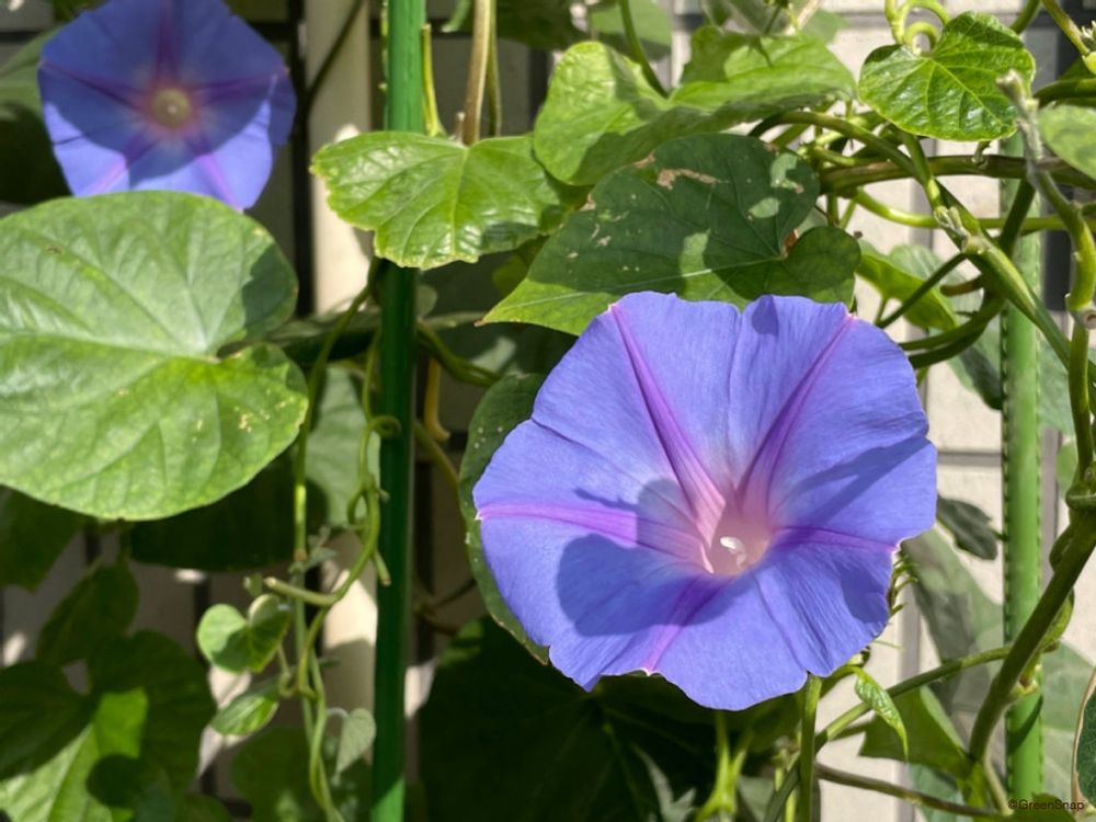 アサガオ 朝顔 花