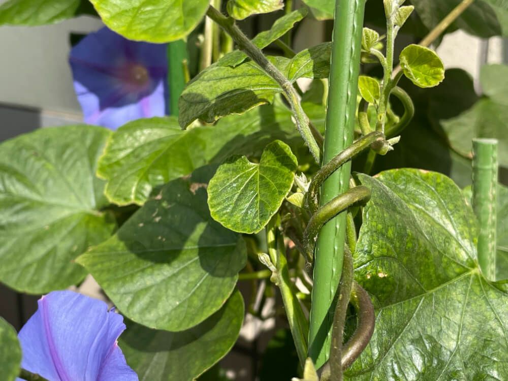 アサガオ アサガオ つるの誘引 支柱