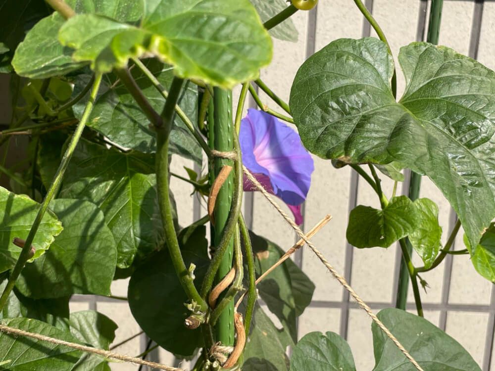 朝顔 アサガオ つるの誘引 支柱