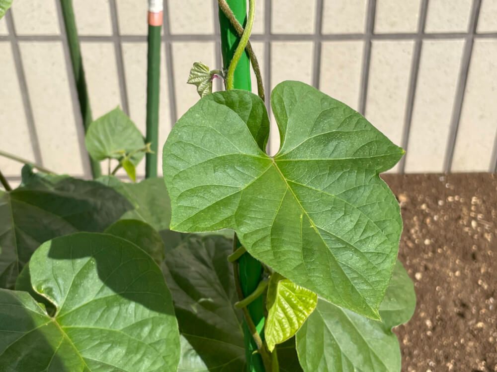 朝顔 アサガオ 葉っぱ