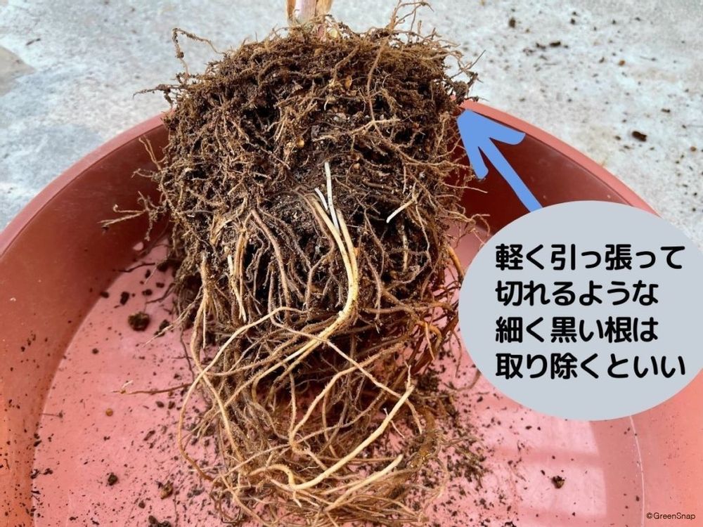 クリスマスローズ 植え替え 細い黒い根を取り除く