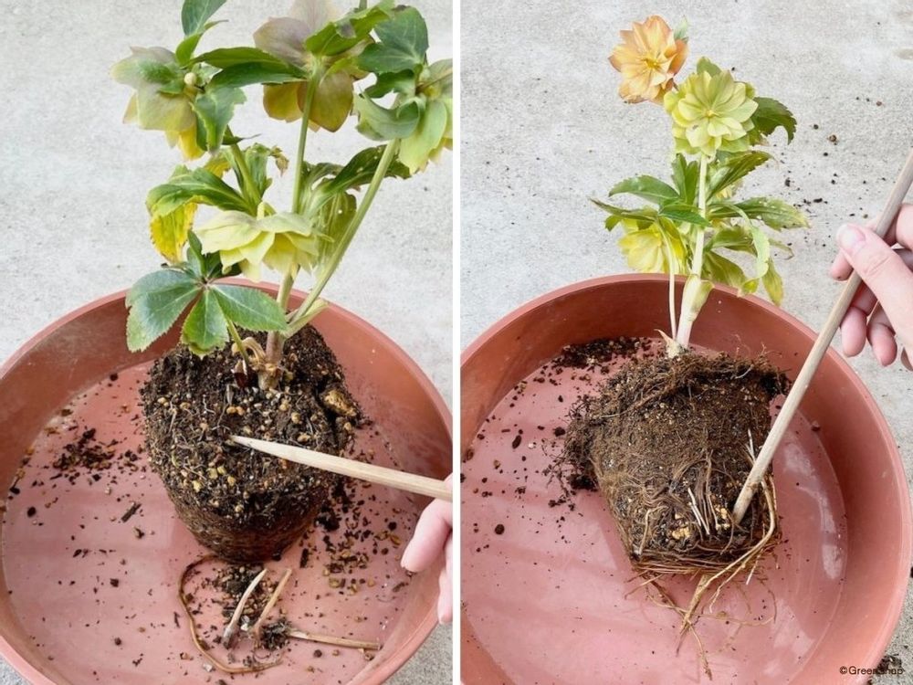 クリスマスローズ 植え替え 根鉢をほぐす