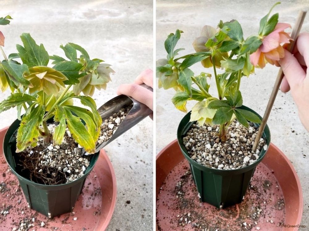 クリスマスローズ 植え替え 土をいれる