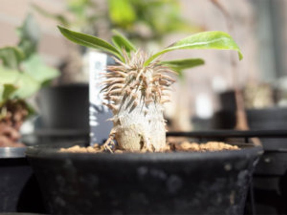 キポディウム・恵比寿大黒　日当たり