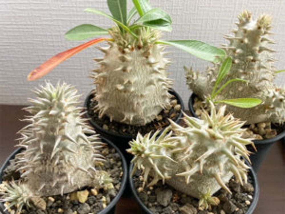 パキポディウム・恵比寿大黒　4株