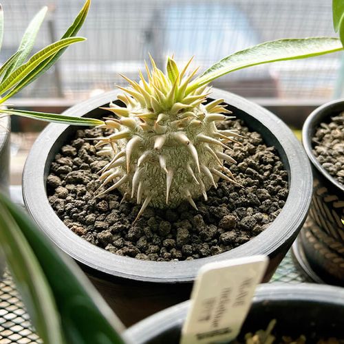 パキポディウム・恵比寿大黒の育て方｜水やりや植え替えのタイミング 