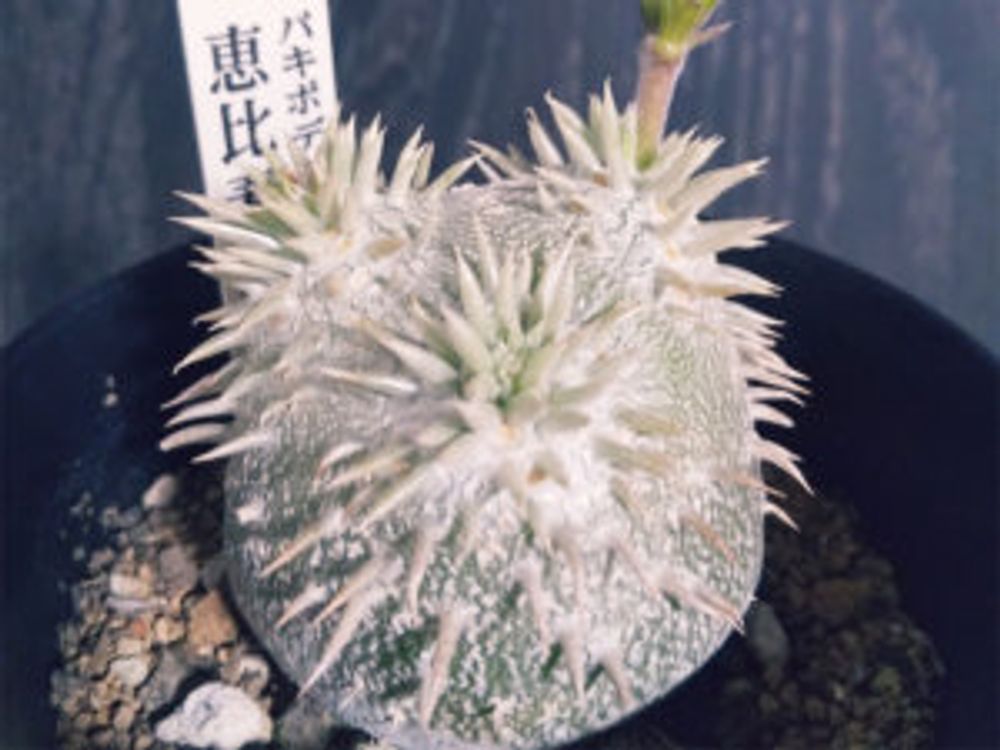 パキポディウム・恵比寿大黒　鉢植え