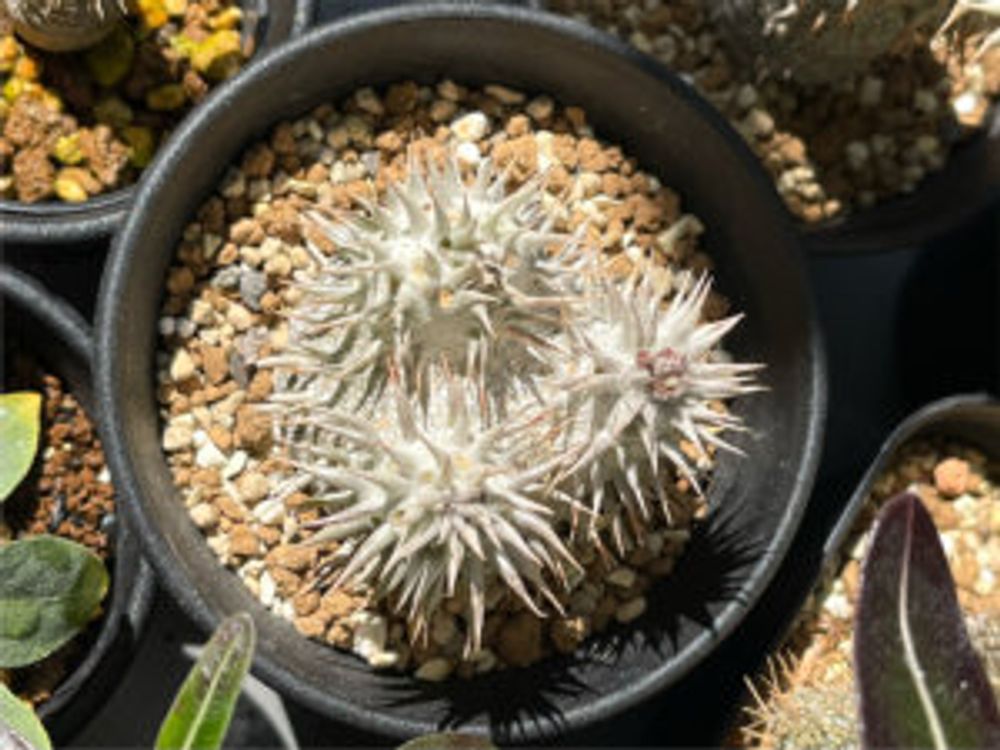 パキポディウム・恵比寿大黒