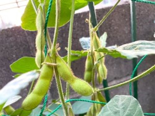 枝豆の栄養 成分表やカロリー 効果 効能や旬の時期は Greensnap グリーンスナップ