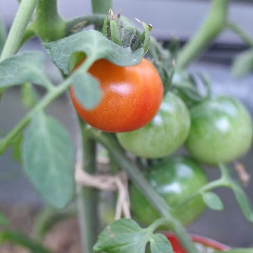 トマトの栽培 水やりの頻度は プランターを使った育て方は Greensnap グリーンスナップ